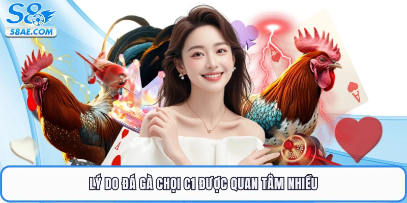Lý do đá gà chọi C1 được quan tâm nhiều